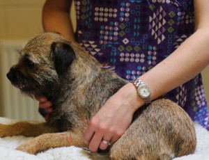 Annabel practicing veterinary acupuncture